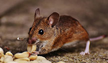 24 Hour & Emergency Exterminators in Creston, WA